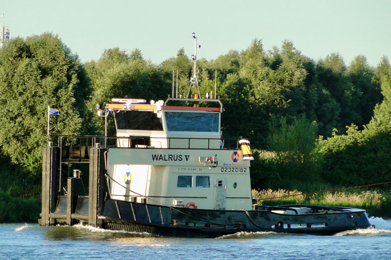 Walrus V
